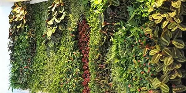 Plant walls